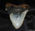 Giant / Inch Megalodon Tooth With Stand #523-1